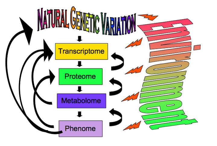 Graphic map of the impact environment can have on natural genetic variation through its interactions between and within the transcriptome, proteome, metabolome, and phenome.