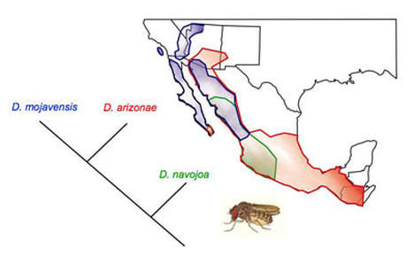 Phylogenetic tree of Drosophila from various locations across the Southwestern United States and the Pacific Coast of Mexico.